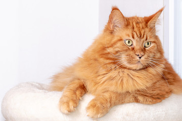 Close-up Portrait of red tabby ginger Maine Coon Cat, laying on white table