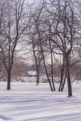 Fototapeta na wymiar Sunny day in the winter park after snowfall