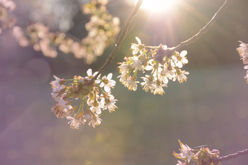 Branches of a blossoming cherry in the sunlight close up bokeh background. Sakura in bloom