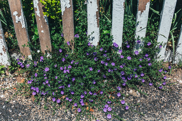 fence with flowers