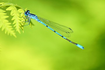 dragonfly on leaf