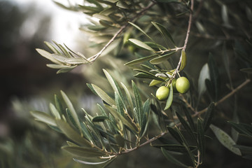 Green olive tree in morocco - Powered by Adobe