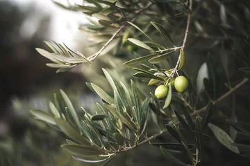 Fotobehang Groene olijfboom in marokko © DavidPrado