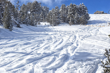 Ski slope for freeride with fir-trees in snow.