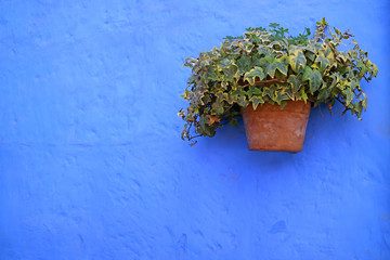 Terracotta planter of green Algerian Ivy plants on the vibrant blue colored rough old wall 
