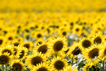 Obraz premium sunflower