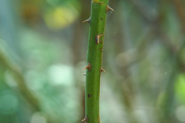 Fragment of a trunk of a rose with thorns.