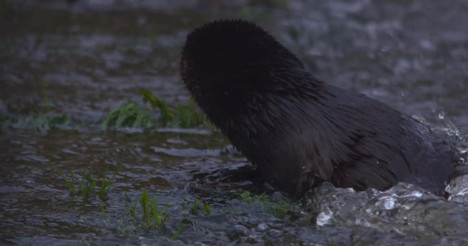 Otter Eurasian river bank close up tail dive slow motion