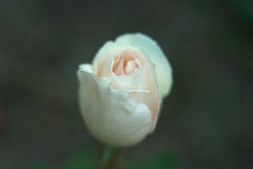 White rose close up view.
