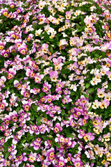 seamless background with flowers