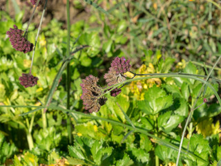 Feuilles et fleurs du cèleri-rave (Apium graveolens rapaceum) ou cèleri-navet au feuilles découpées et odorantes. 