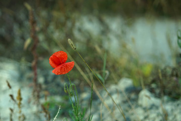 wild poppy flower.