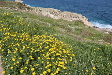 Blooming coastal landscape in Syracuse in spring at the Mediterranean Sea, Sicily Italy