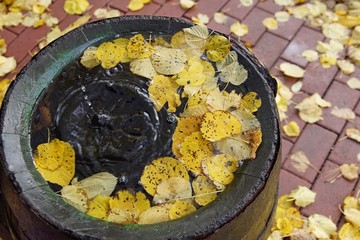 Volle Regentonne im Herbst