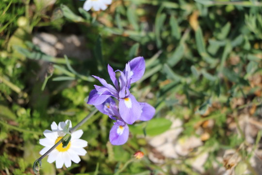 Barbary Nut Iris in spring at Mediterranean Sea, Sicily Italy
