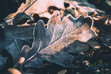 Morning frost on fallen oak leaves. Early winter