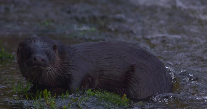 Otter Eurasian resting on river bank close up slow motion