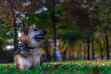 german shepard lying on the grass