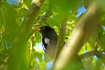 bird on a branch