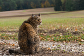 Naklejka na ściany i meble Stray cat sits in rural landscape