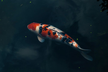 Koi fish