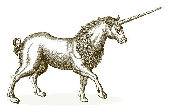 Walking unicorn isolated on white background. Illustration after antique engraving from 17th century