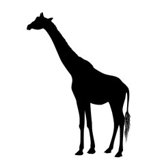 Giraffe silhouette isolated on white background