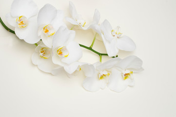 romantic branch of white orchid on beige background.