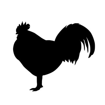 Cock silhouette isolated on white background vector