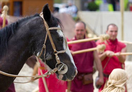 Close-up Of A Horse During A Roman Reenactment