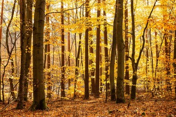 Looking into a golden forest in autumn fall