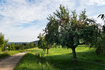 Fototapeta premium Feldweg