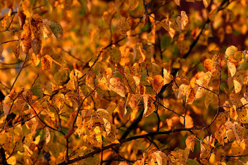 Autumn Leaves In Sunshine