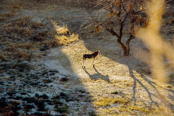 donkey in field at sunrise in Cappadocia