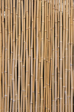 Grouping of Bamboo to Form Fence