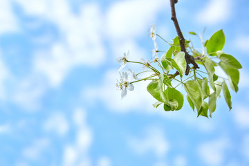 Flowers with white petals against the blue sky. Branch of blossoming pear tree. Spring.