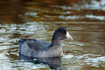 An American Coot placidly rests on the water which is colored with the light of the setting sun. These small rails are closer to cranes than ducks.