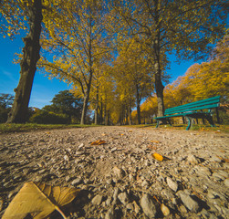 Park promenade colorful autumn day bench and leaves