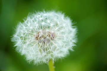 Obraz premium dandelion on green background
