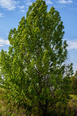 Obraz premium Arboles, colores de la primavera