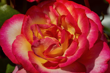 Rose Blüte geflammt gelb/rot zauberhaft