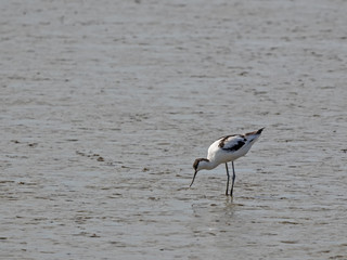 Säbelschnäbler, Recurvirostra avosetta, im Wattenmeer