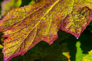 Blatt Herbst bunt gewellt grün/gelb