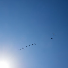 Fliegende Gänse vor blauem Himmel