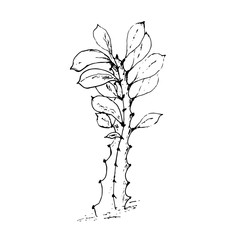 Vector hand drawn botanical cactus isolated on white background. Floral illustration. Desert plant. Use for your design