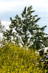 flores silvestres y arboles