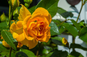 Rose Blüte gelb öffnet sich Fliege zauberhaft