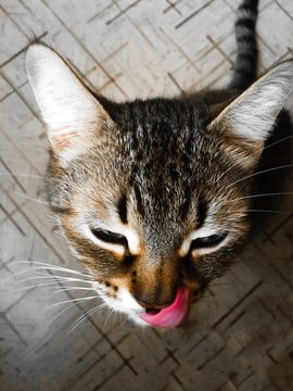 The cat