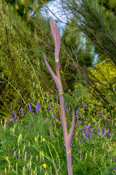 vara de una planta en primavera
