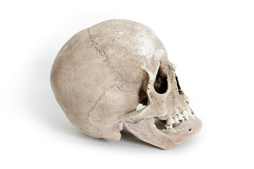 Obraz premium Human skull on white background